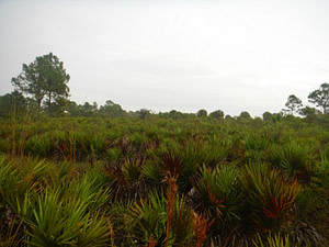 Disturbed Open Pine Flatland Environment