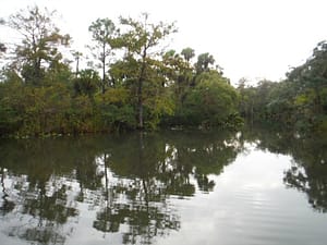 Example of Transition Zone Upland and Wetland Habitats Resized