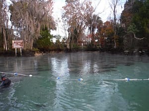 Manatees at Three Sister Springs in Crystal River Florida