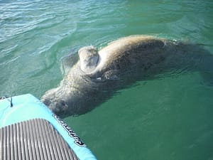 Paddle Board with Manatees in Crystal River Florida