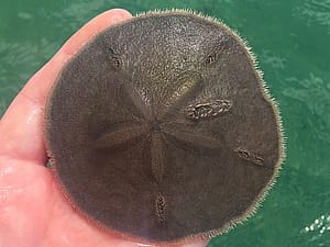 Sand Dollar found by a Florida Master Naturalist Tour Guide