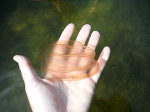 Comb Jellyfish are commonly found by kayak and paddle board tour guides in the waterways of Southwest Florida