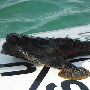 polka-dot batfish (Ogcocephalus cubifrons) found on a paddle board guide eco tour of Lemon Bay in Englewood Florida