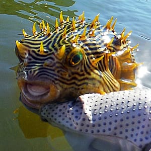 The eco tour guide found a puffer fish on a paddle board and kayak tour in Englewood Florida