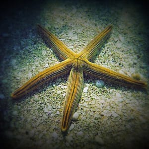 Lined Sea Star discovered as it burrowed into the sand by a paddle board tour guide.