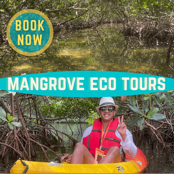 guided kayak eco tours through mangrove tunnels
