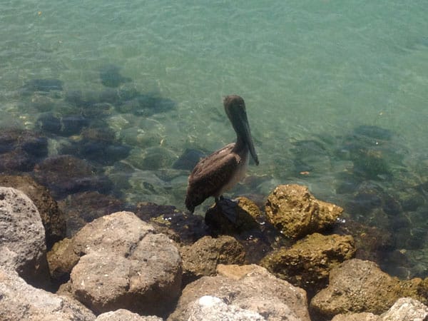 Native Florida Brown Pelican